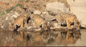 Ranthambore National Park Tour package