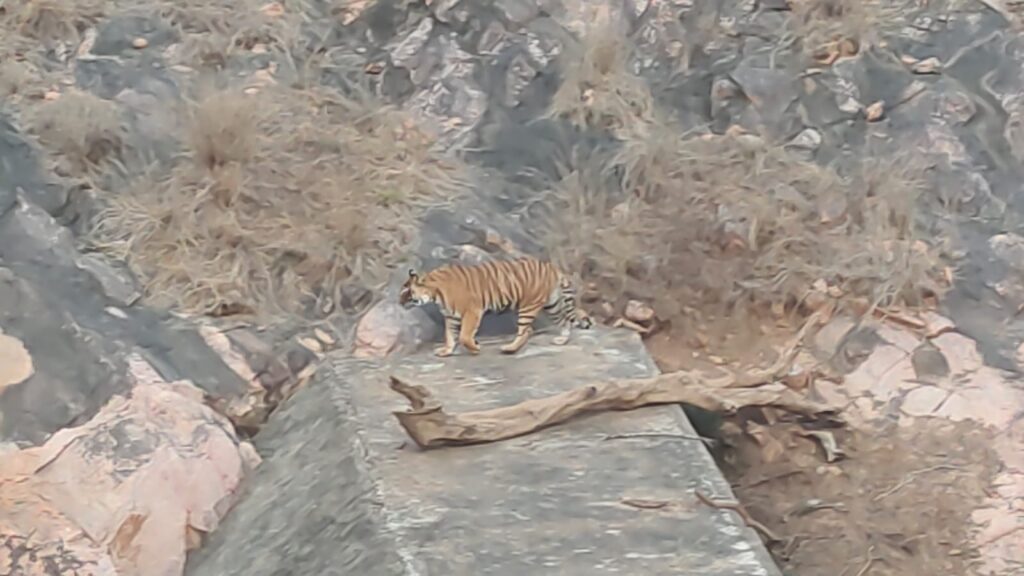 Top 8 Things to Do in Ranthambore