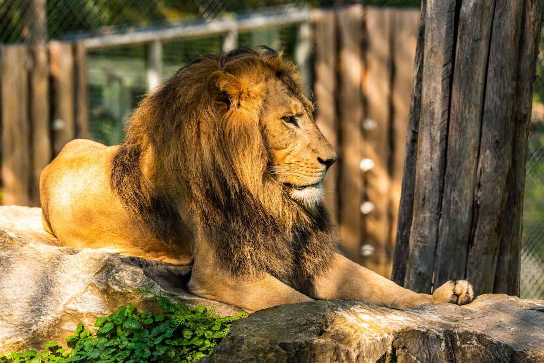 Gir National Park Tour Package