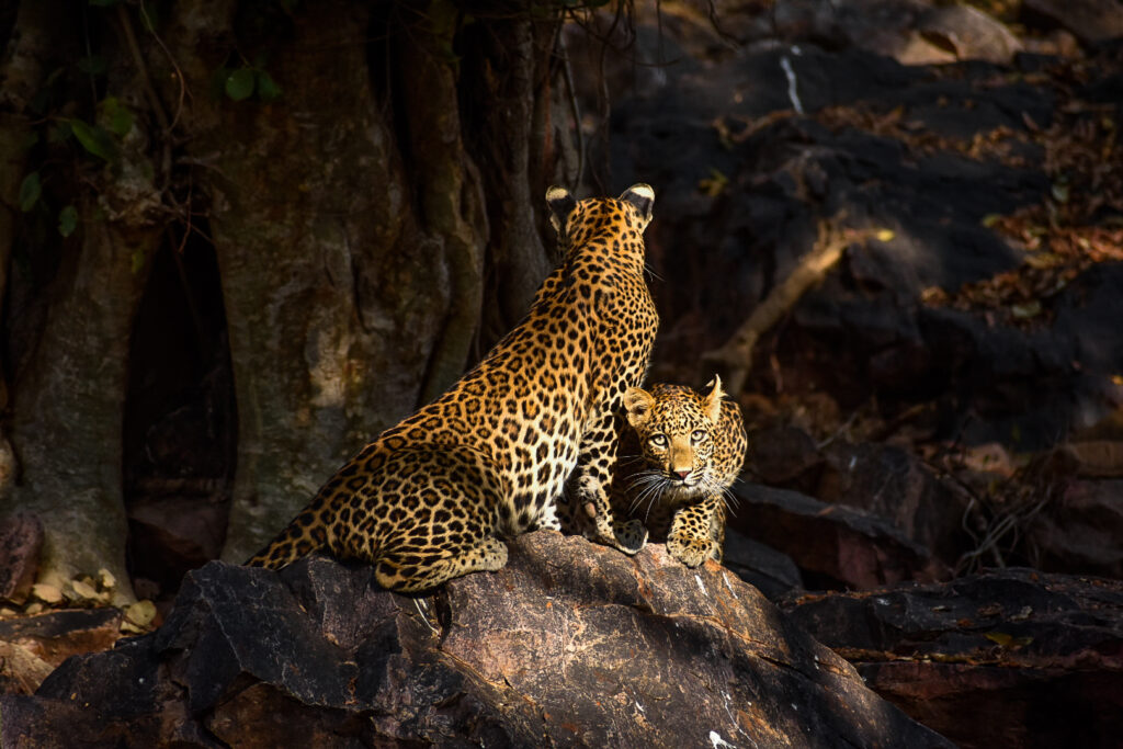 Ranthambore National Park