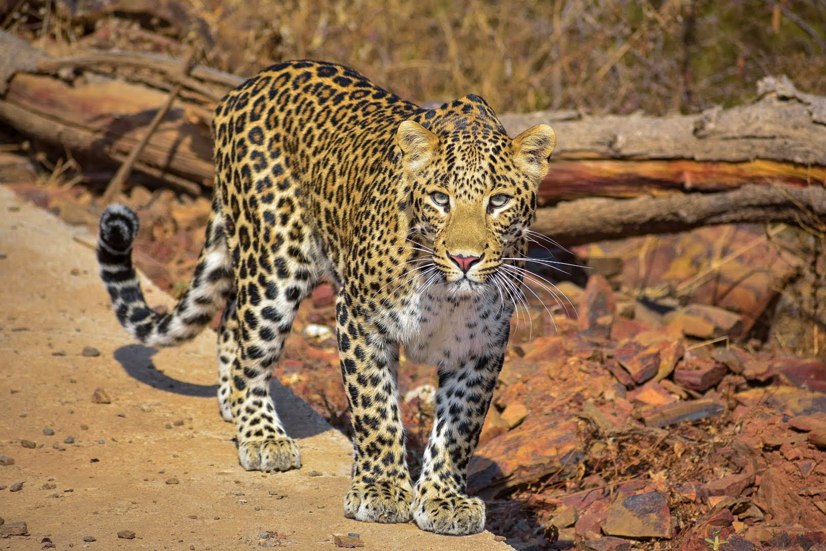 Jawai Bandh Park Tour Package