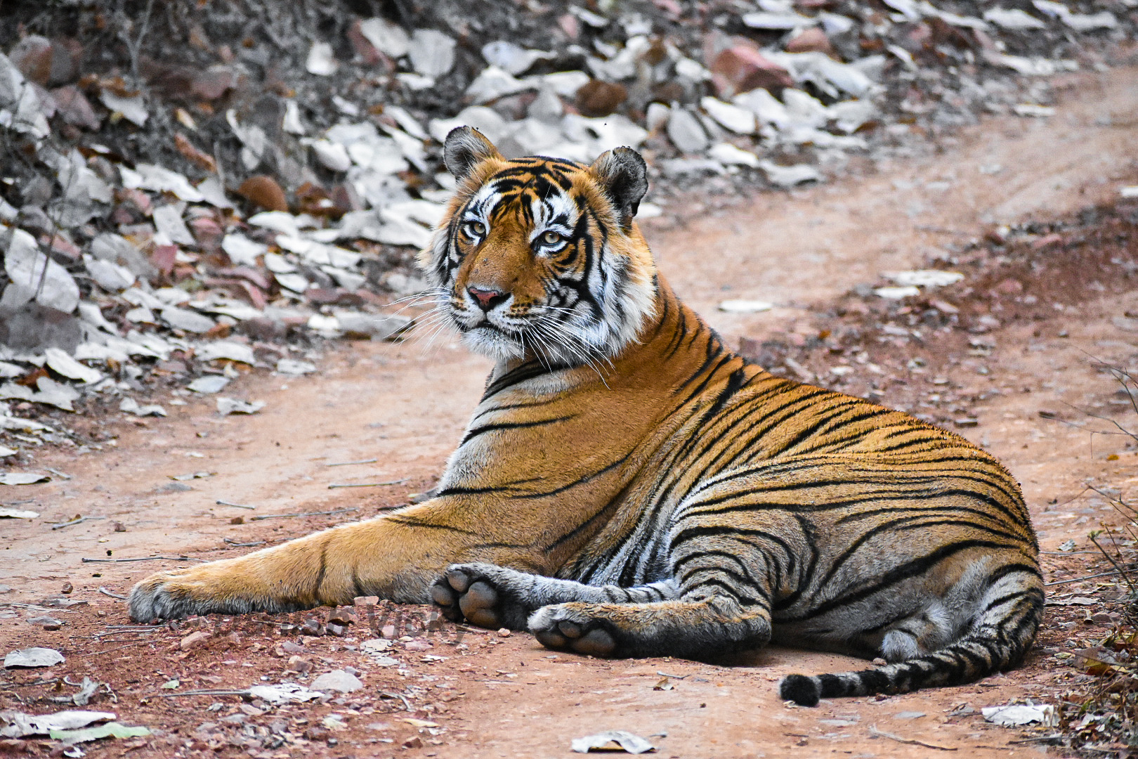 Tadoba National Park Tour Package