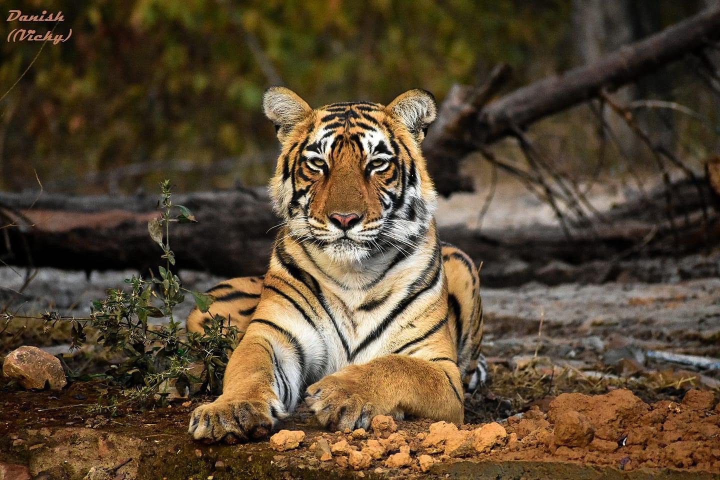 Bandhavgarh National Park Tour Package