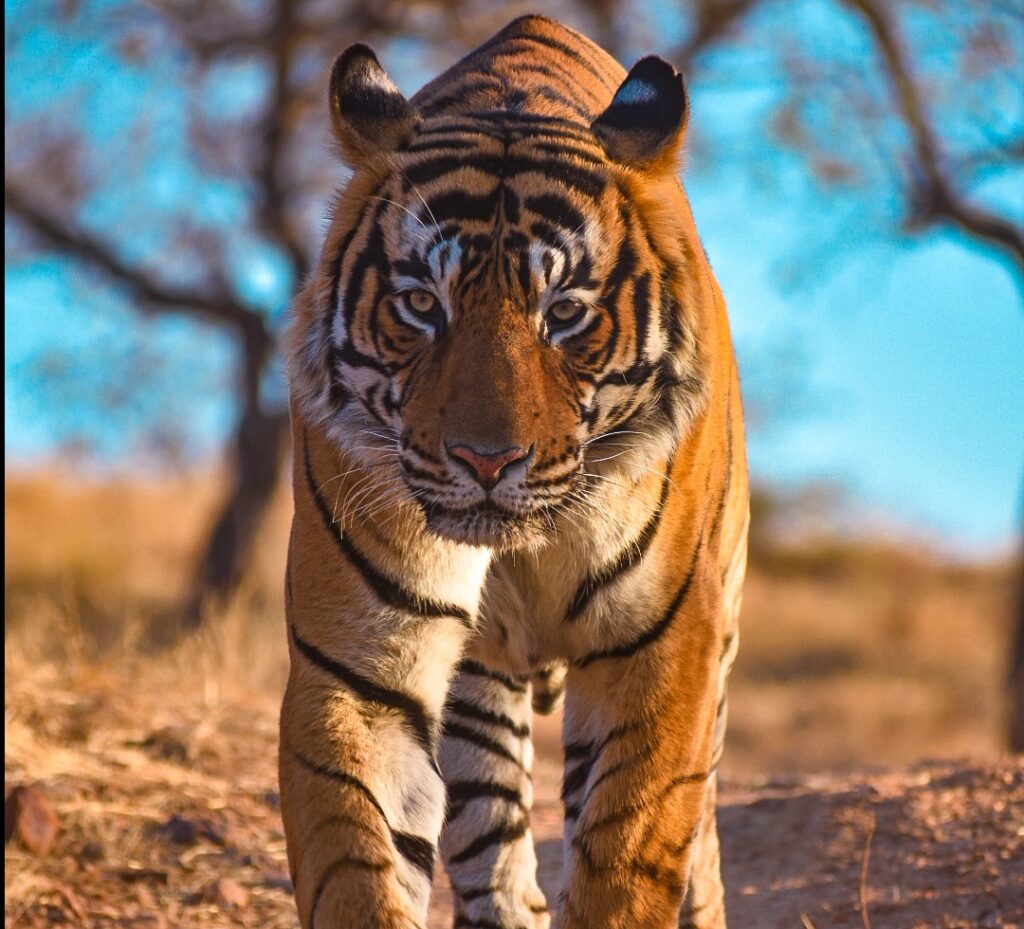 ranthambore safari booking