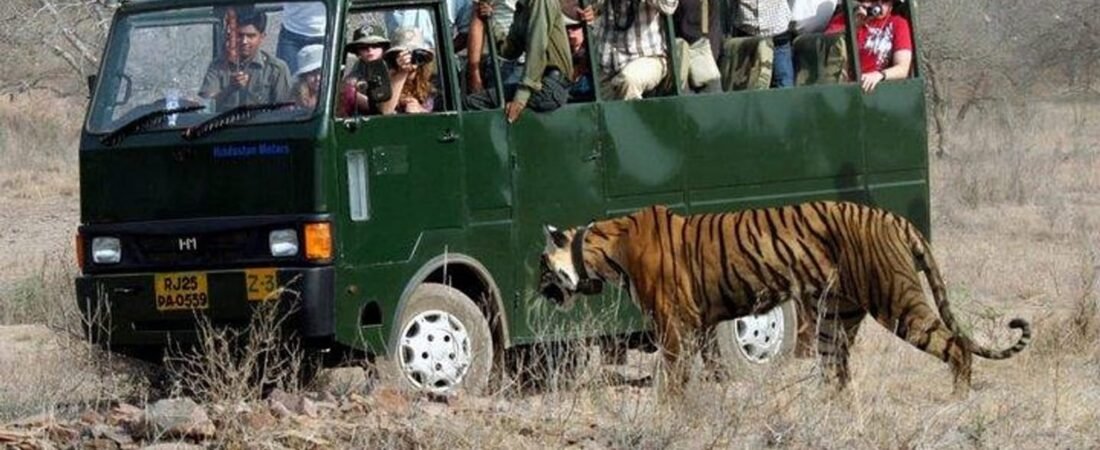 How to Book a Safari in Ranthambore National Park: A Complete Guide